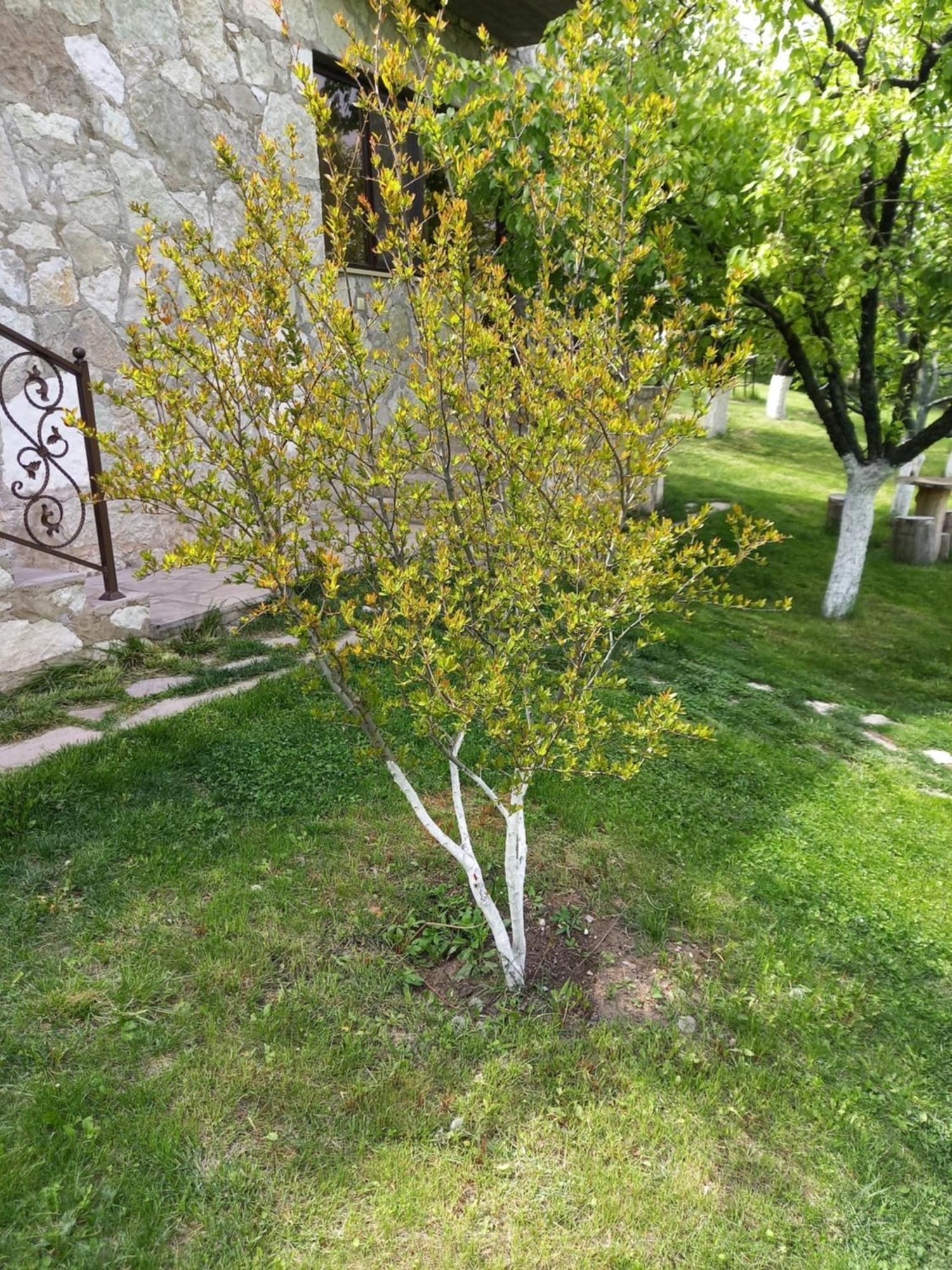Guest House Ijevan'S Garden Экстерьер фото